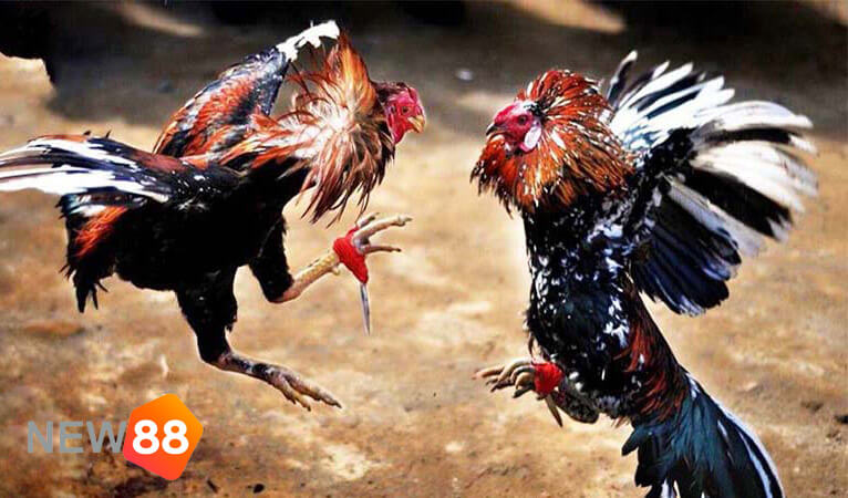 Chấp điều gà chọi là gì?