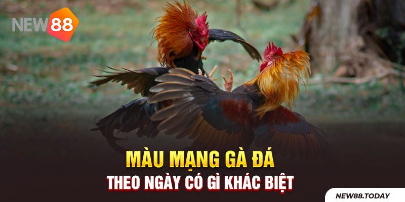 Màu mạng gà đá theo ngày có gì khác biệt